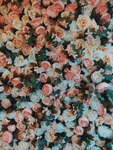 玫瑰花