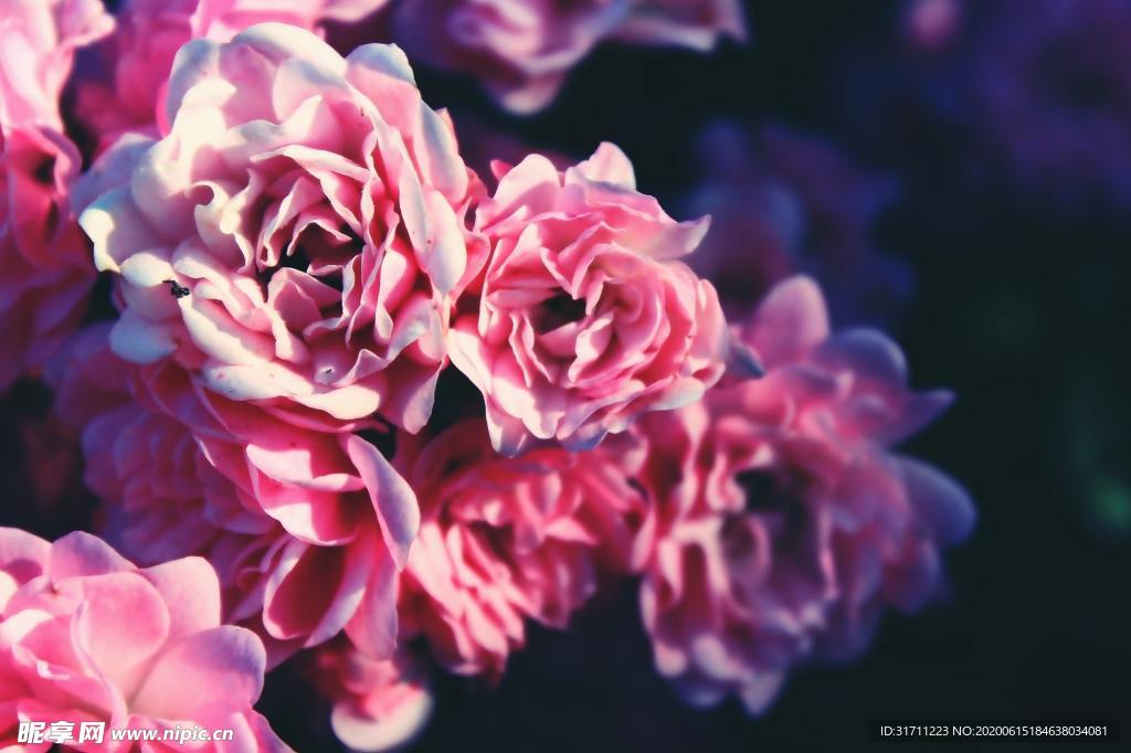 玫瑰花