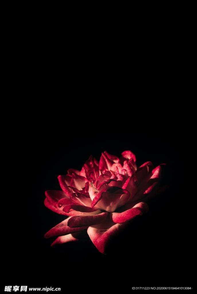 玫瑰花