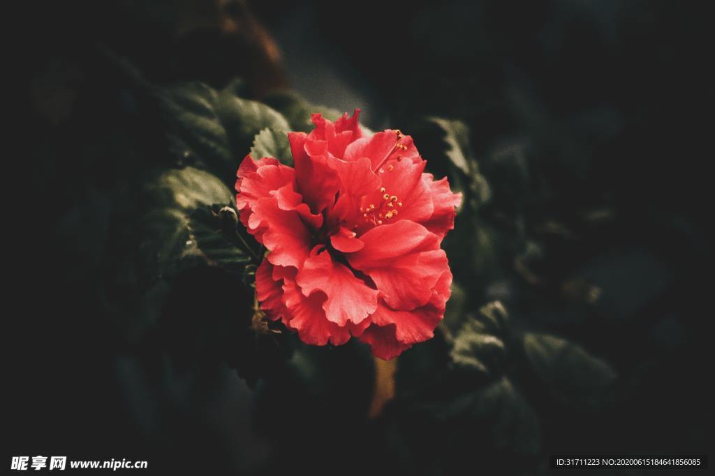 情人节