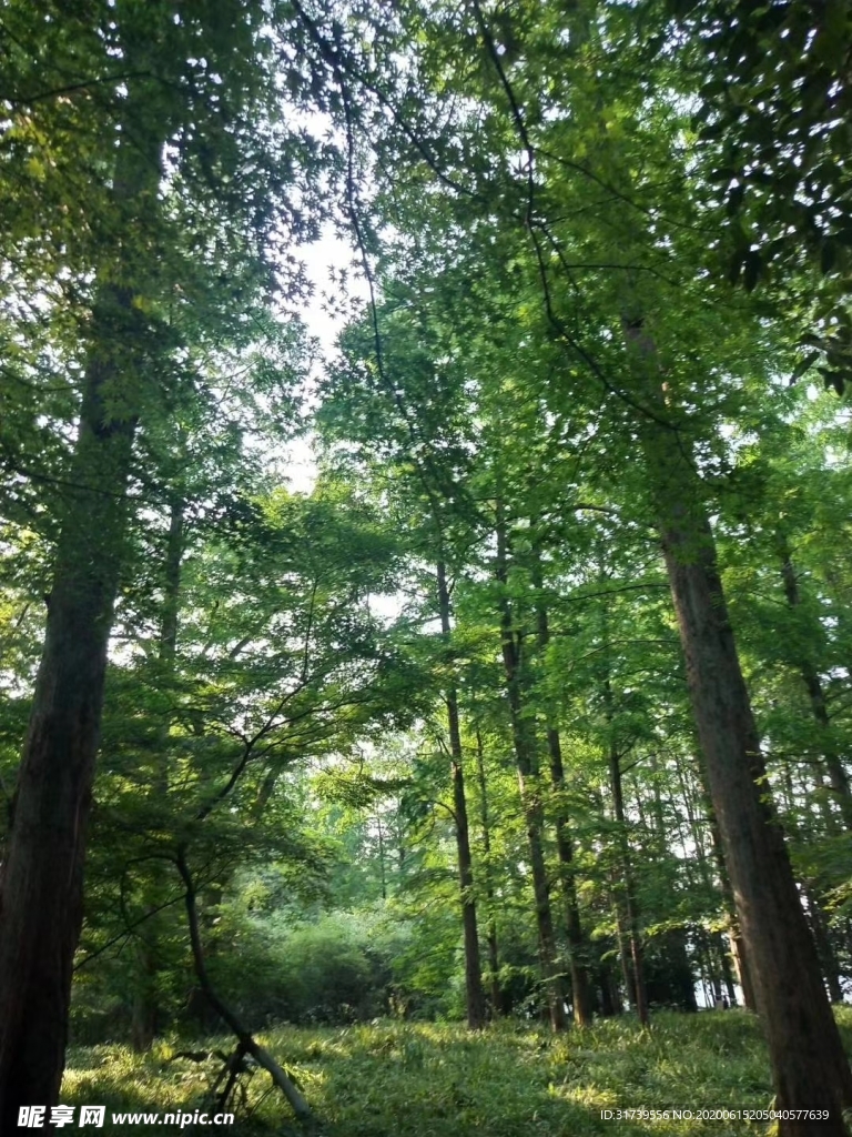 绿色树林