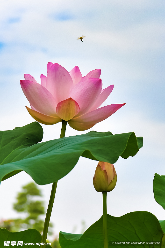 荷花