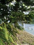松树