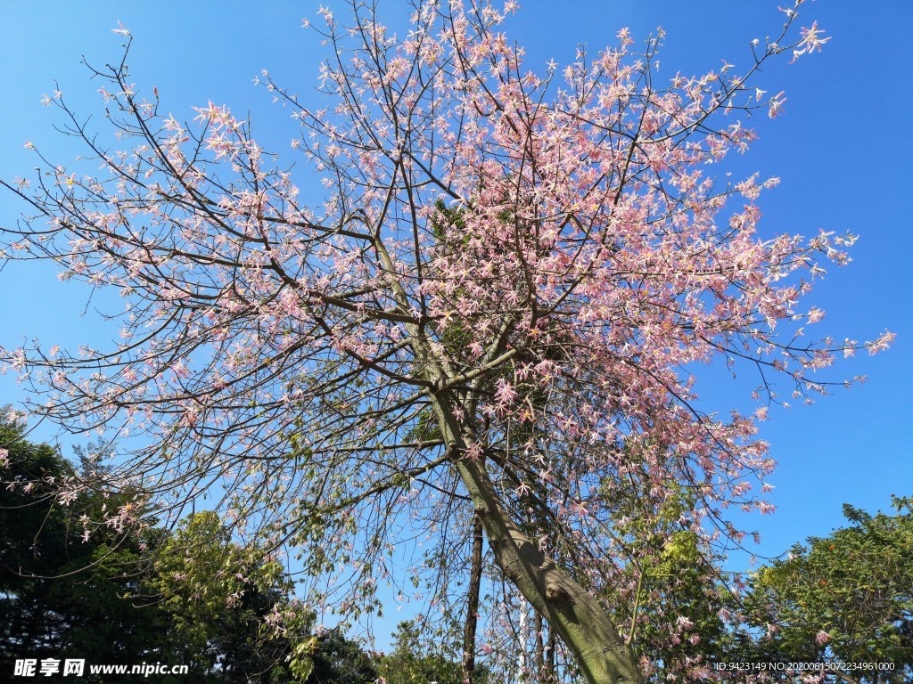 蓝天迎花