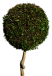 免扣植物素材