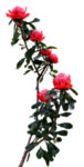 免扣花卉素材