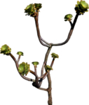 免扣花卉素材