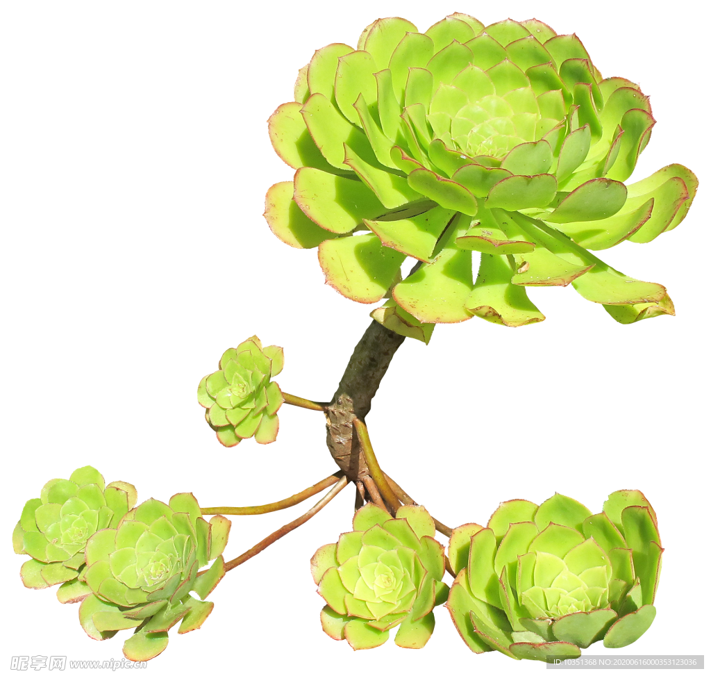免扣花卉素材