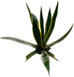 免扣植物素材
