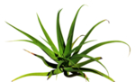 免扣植物素材