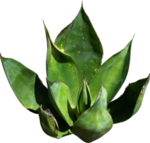 免扣植物素材