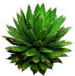 免扣植物素材