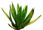 免扣植物素材