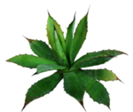 免扣植物素材