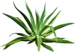 免扣植物素材