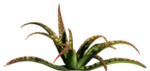 免扣植物素材