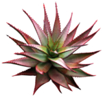 免扣植物素材