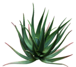 免扣植物素材