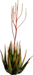 免扣植物素材