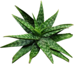 免扣植物素材