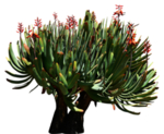 免扣植物素材
