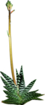 免扣植物素材