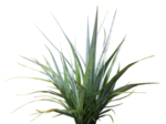 植物免扣素材