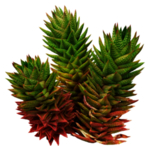 免扣植物素材