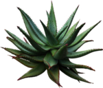 免扣芦荟素材