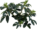免扣植物素材