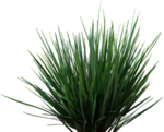 免扣植物素材