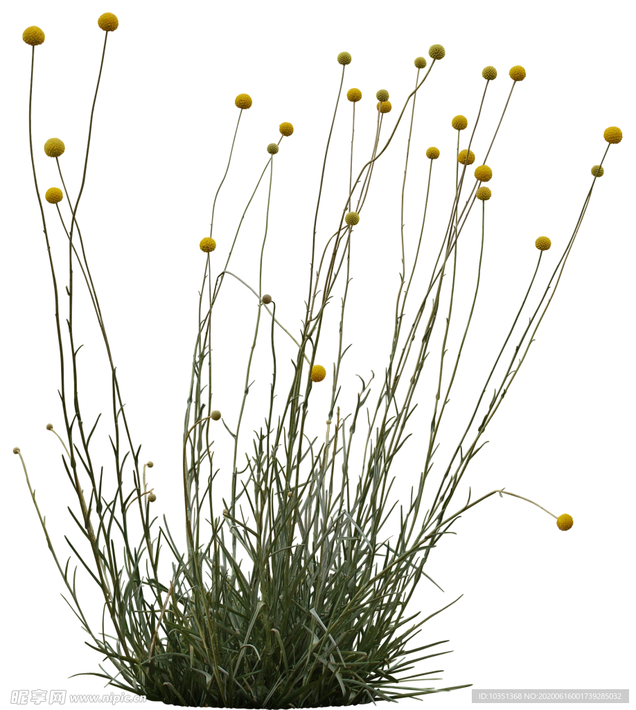 免扣花卉植物素材