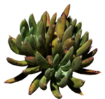 免扣多肉植物素材