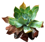 免扣花卉植物素材