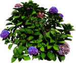 免扣花卉素材