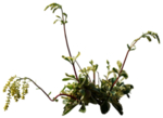 免扣花卉素材
