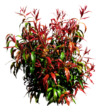免扣花卉植物素材