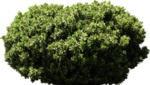 免扣植物素材
