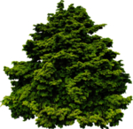 免扣植物树木素材