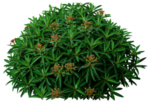 免扣树木植物素材