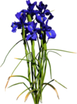 免扣花卉素材