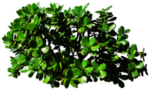 免扣植物素材