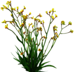 免扣花卉素材