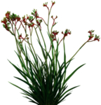 免扣花卉素材