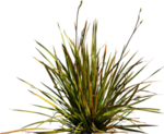 免扣植物素材