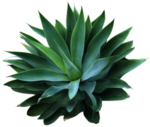 免扣植物素材