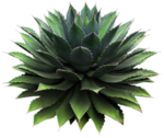 免扣植物素材