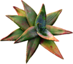 免扣植物素材