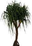 免扣植物素材