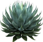 免扣植物素材